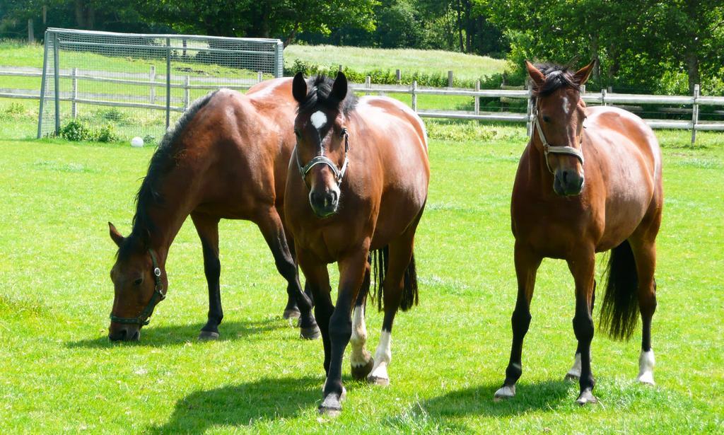 Ponyhof Naeve Am Wittensee Gross Wittensee Exterior foto